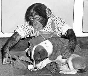 Micky the chimpanzee keeps a protective arm around Trixie the terrier pup at Southam zoo Micky the chimpanzee keeps a protective arm around Trixie the terrier pup at Southam zoo
