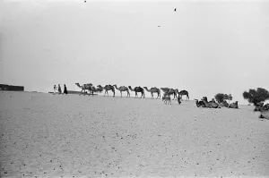 Since the Middle Ages, camel caravans have navigated north from the fabled city of Since the Middle Ages, camel caravans have navigated north from the fabled city of