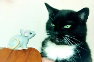 Midge the frightened cat, Wolverhampton, 1994 Midge the frightened cat, Wolverhampton, 1994