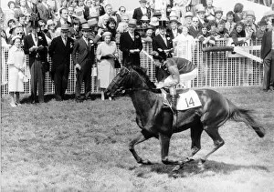 Images Dated 6th June 1979: Milford Horseracing & jockey Lester Piggott June 1979 rides past Members of