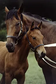 Millavera and her three months old filly foal Flashdance August 1983 animal Millavera and her three months old filly foal Flashdance August 1983 animal