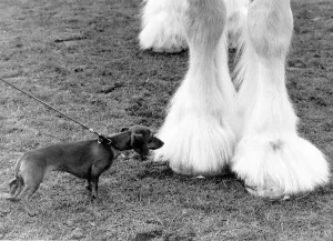 Images Dated 1st April 1977: A miniature Dachshund takes a closer look at the hoof of a Shire Horse at the Shire Horse