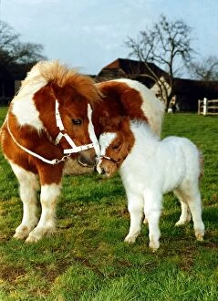Images Dated 4th January 1990: Miniature Shetland Pony foal called Star with mother whose name is Twinkle