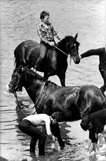 00363 Gallery: A last minute scrub down for the horses in the River Eden before going on show at