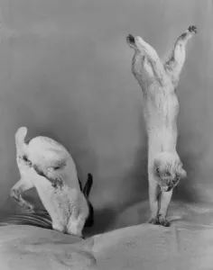 00002 Prints: Cat and Rabbit Jumping Print