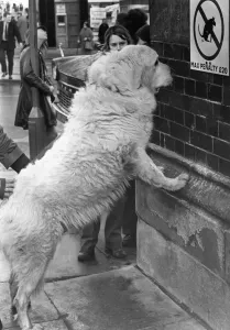 00005 Prints: Print of a Pyrenean Mountain Dog reading a sign