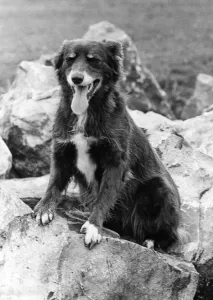 00005 Prints: 1975 Print: Sheep Dog Counting for Hide and Seek