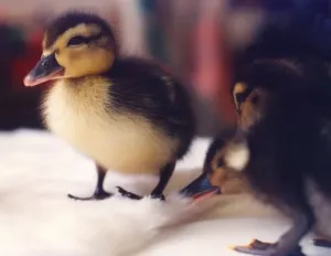 00005 Prints: Some young ducklings Print (00005) from Memory Lane