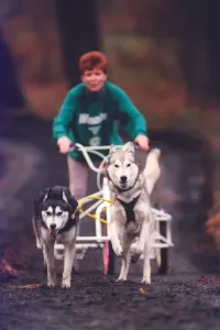 00006 Prints: Huskies in Action Print