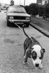 00006 Prints: Spartacus the American Pit Bull Dog Print (00006) from Memory Lane
