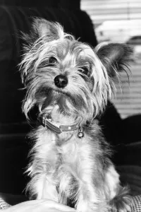 00006 Prints: A Yorkshire Terrier Print (00006) from Memory Lane