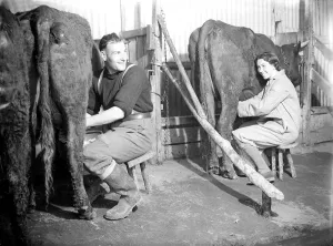00007 Prints: WW2 Dairy Farming Print, 1941