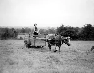 00007 Prints: WW2 Land Army Oxen Cart Print
