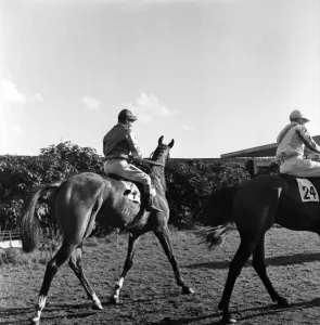 00008 Prints: Gordon Richards Print at Kempton Park April 1953