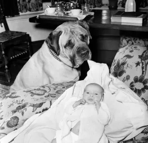 00009 Prints: Bull Mastiff Dog Print with Baby