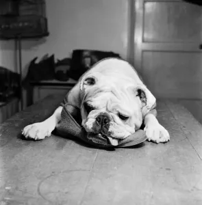 00009 Prints: Junior All England Champion Print, March 1953