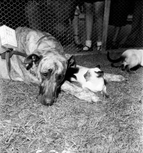 00010 Prints: Cat and Dog Print, January 1953