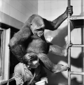 00011 Prints: Gorilla Print - July 1952 Zoo Scene Photograph