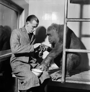 00011 Prints: Gorilla Print: Vintage Zoo Scene, July 1952