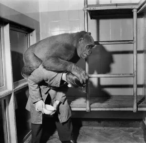 00011 Prints: 1952 Print of a Gorilla Interacting with a Zoo Keeper