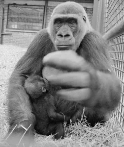 00016 Prints: Print of a 4-month-old gorilla, Kabinda, with her mother at Howletts Zoo