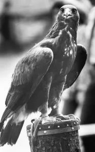 00018 Prints: Golden Eagle Bird of Prey Print