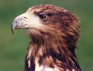 00018 Prints: A Sea Eagle bird of prey Print (00018)