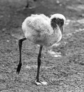 00018 Prints: A Very Ugly Young Flamingo Print