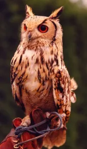 00018 Prints: A Young Eagle Owl Print (00018) from Memory Lane