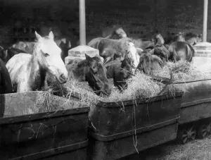 00026 Prints: Pit Ponies Holiday Print: Coal Tub Managers with Liberated Ponies