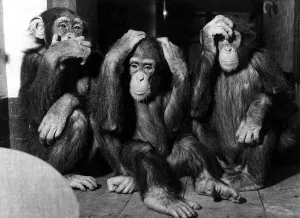 00027 Prints: Print of Chimpanzees at London Zoo
