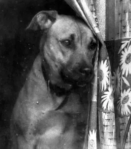 00027 Prints: Dog Print by Curtain Dog (00027) from Memory Lane