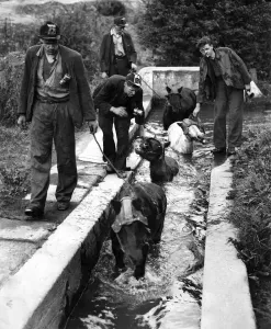 00027 Prints: Print of Miners and Pit Ponies at Hamsterley Colliery, August 1943