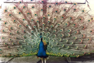00028 Prints: A Peacock Print with Fanned Tail