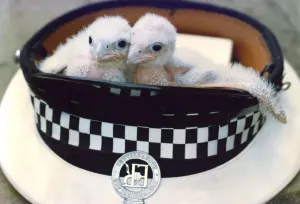 00028 Prints: Two Peregrine Falcon chicks in a policeman's hat Print