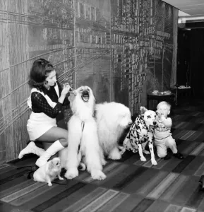00031 Prints: Print of a photograph featuring Gloria North with her Afghan Hound Khan