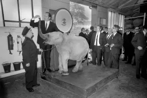 00032 Prints: Lulu the baby elephant at Chessington Zoo on a print