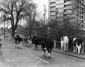 00033 Prints: Cows walking down a street outside Wanstead Flats in East London, Print