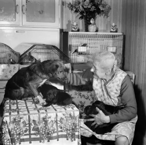 00033 Prints: Print of an elderly woman with her pet dogs at home
