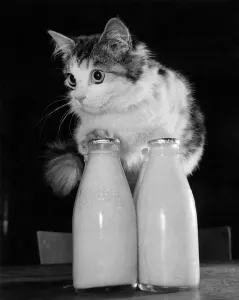 00034 Prints: Colour Print of a Kitten and Woman