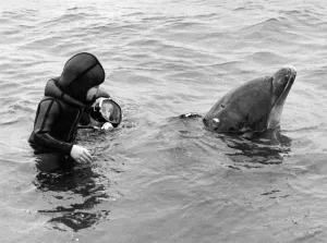 00034 Prints: Beaky the Dolphin Print, January 1978