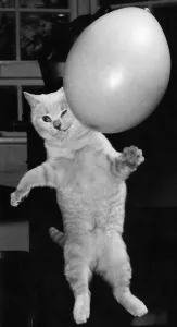 00034 Prints: Marje Proops' Four-Month-Old Cat Bennjie Print