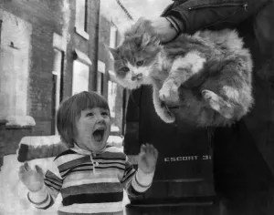 00034 Prints: Print of a 15-month-old ginger cat being reunited with its owner