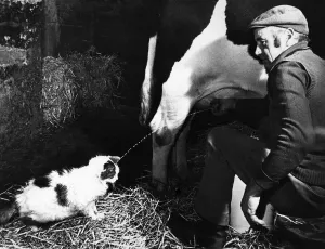 00034 Prints: A black and white photograph print of a cat in a cowshed