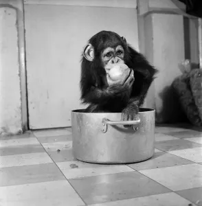 00035 Prints: Print of a baby chimp mixing Christmas puddings