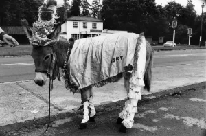 00035 Prints: Ruffy the Donkey Print, July 1970