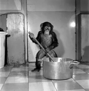 00036 Prints: Print of a baby chimp mixing Christmas puddings