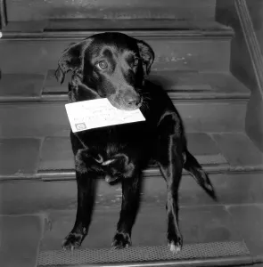 00037 Prints: Black Mongrel Susan Collecting Mail Print