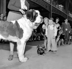 00037 Prints: The Kensington Championship Dog Show Print, Olympia 1953