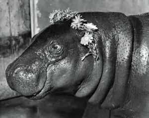 00037 Prints: Print of a pygmy hippo surrounded by flowers